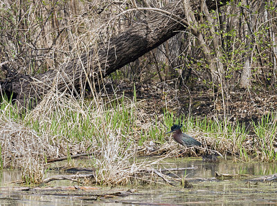 The Green Heron is hunting for his dinner. Not sure what he sees but he does capture his dinner.
An image may be purchased at http://edward-peterson.artistwebsites.com/featured/green-heron-hunt-edward-peterson.html