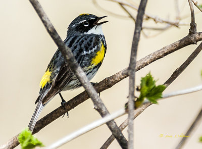 There was a flock of Yellow-rumped Warblers flying about and catching insects. They seemed to like the tree just in front of me to perch in which was great. On the down side there were a lot of branches and limbs between me and them and when I did get a shot without the limbs, they took off just before I got focused.
An image may be purchased at http://edward-peterson.artistwebsites.com/featured/1-yellow-rumped-warbler-edward-peterson.html