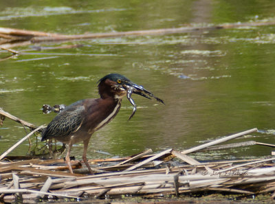 The wet lands have been stocked with fish lately but this guy seems to have a taste for frogs. It took just over 3 minutes to get his lunch swallowed. This is the second day I have caught this guy feeding.
An image may be purchased at http://edward-peterson.artistwebsites.com/featured/frog-legs-and-green-heron-edward-peterson.html