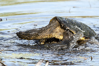 There are only two times when you will see a Snapping Turtle come out of the of the water, to sun his self on a log and chasing a female. This couple made a big splash right in front of me while I was trying to capture something on the other side of the pond. Gave me a start but I did get one good photo.
An image may be purchased at http://edward-peterson.artistwebsites.com/featured/spring-love-edward-peterson.html