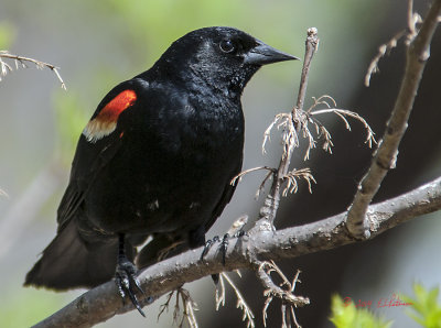This guy came in close to keep an eye on me as his mate was in the cat tails nesting.
An image may be purchased at http://edward-peterson.artistwebsites.com/featured/red-winged-black-bird-up-close-edward-peterson.html