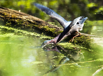 Watch this Green Heron catching his meal. I was surprised with another flew in to catch his meal also but this one chased him off.
An image may be purchased at http://edward-peterson.artistwebsites.com/featured/green-heron-diving-edward-peterson.html