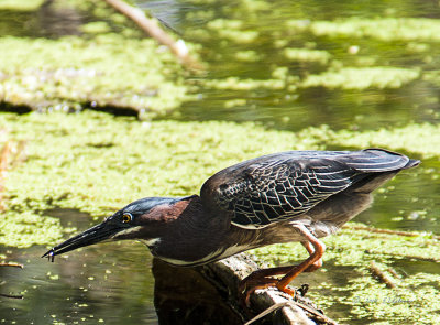 This Green Heron was busy catching his meal and let me in very close to him. The real surprise was when another one flew. I believe they were young as they were both on the small size.
An image may be purchased at http://edward-peterson.artistwebsites.com/featured/green-heron-and-fish-edward-peterson.html