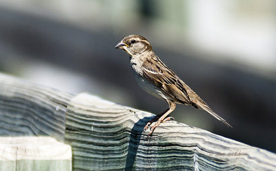 House Sparrows may not excite most people, but when they have an insect between their bill you know benefit of a lot of House Sparrows.
An image may be purchased at http://edward-peterson.artistwebsites.com/featured/house-sparrow-edward-peterson.html