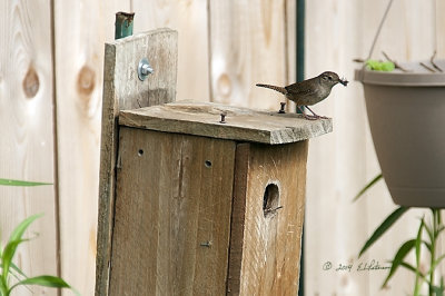 Found this nest a couple of days ago and saw all the coming and goings at their house. I got lucky today as it was feeding time and mom and dad were busy.
An image may be purchased at http://edward-peterson.artistwebsites.com/featured/house-wren-feeding-time-edward-peterson.html