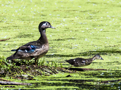 Found this hen out with her little ones that had grouped on an island close by. I am guessing this one didn't want to be known as momma's boy as he is starting for his siblings.
An image may be purchased at http://edward-peterson.artistwebsites.com/featured/wood-duck-and-baby-edward-peterson.html