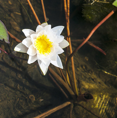 Nice clear water and a beautiful water lily is a great find for the day. With the clear water one can see all the activity that goes on below the surface.
An image may be purchased at http://edward-peterson.artistwebsites.com/featured/water-lily-and-water-edward-peterson.html