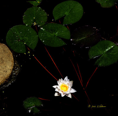 A very nice Water Lily floats near by and its bright inter yellow is surrounded by very white petals making it stand out and easy to find.
An image may be purchased at http://edward-peterson.artistwebsites.com/featured/outstanding-water-lily-edward-peterson.html