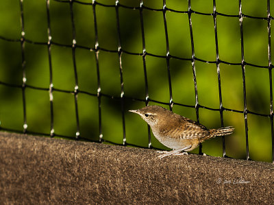 There were a number of House Wrens out and about this evening. While they would land in the trees every once and awhile they would land on the fence. Manage to capture one.
An image may be purchased at http://edward-peterson.artistwebsites.com/featured/house-wren-edward-peterson.html