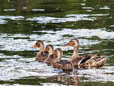 The children are getting big and it won't be long before these Mallards go their separate ways.
An image may be purchased at http://edward-peterson.artistwebsites.com/featured/mallard-family-outing-edward-peterson.html