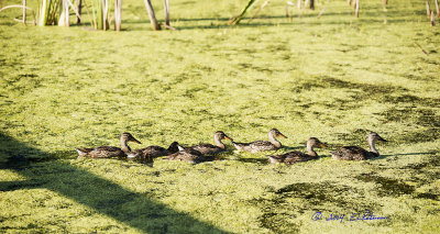 This whole family of Mallards came out from under the boardwalk and started the evening meal.
An image may be purchased at http://edward-peterson.artistwebsites.com/featured/mallard-family-dining-edward-peterson.html