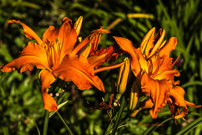 The sun was starting to go down and was shining very brightly on this flower in the garden.
An image may be purchased at http://edward-peterson.artistwebsites.com/featured/blooming-flower-edward-peterson.html