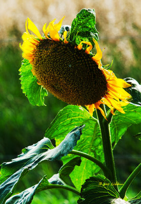 Just a lone sunflower catching the sun in the garden.
An image may be purchased at http://edward-peterson.artistwebsites.com/featured/sunflower-edward-peterson.html
