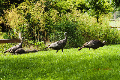 These three hen Turkeys have a fairly good size brood so there should be a nice Thanksgiving for a number of folks. So much wild life has recovered over the years that uncommon scenes from my youth are becoming common.
An image may be purchased at http://edward-peterson.artistwebsites.com/featured/thanksgiving-dinner-edward-peterson.html