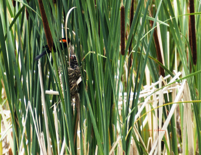 A male Red-winged Blackbird taking care of the young ones. With all the activity about you can follower the red wings to see where he goes. Look close and you can see the little one reaching for food.
An image may be purchased at http://edward-peterson.artistwebsites.com/featured/red-winged-black-bird-home-edward-peterson.html