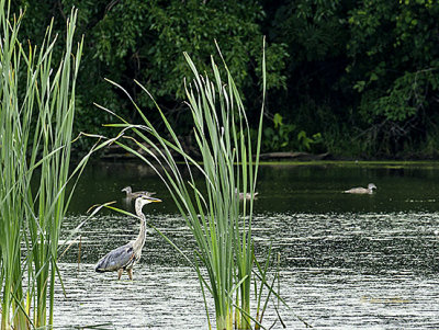 Did not see this Great Blue Heron fly in I turned around and there he was looking for his noon day meal. There was so much going on in this little area I also didn't see him leave.
An image may be purchased at http://edward-peterson.artistwebsites.com/featured/1-great-blue-heron-fishing-edward-peterson.html