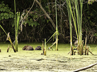 I could see the adult muskrat from where I was but I didn't make out that there was a young one with the adult until I looked through the lens. There have been a lot of muskrats at Heron Heaven this year.
An image may be purchased at http://edward-peterson.artistwebsites.com/featured/muskrat-family-edward-peterson.html