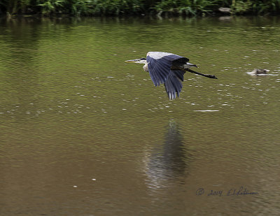 I was on my way to try and photograph a Red-winged Black Bird nest when I noticed this Great Blue Heron in this small pond at the apartment complex. I quickly turned around went back. Since it is a small park there were people out walking while I was taking photos and as a couple approached him he fly to the other side of the pond.
An image may be purchased at http://edward-peterson.artistwebsites.com/featured/1-great-blue-heron-in-flight-edward-peterson.html