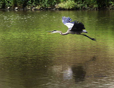 I am always amazed at the size of this bird when you see them in flight.
An image may be purchased at http://edward-peterson.artistwebsites.com/featured/great-blue-heron-in-flight-2-edward-peterson.html