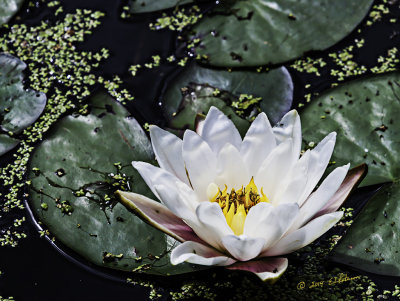 Just one of the many flowers that can be found at Heron Heaven.
An image may be purchased at http://edward-peterson.artistwebsites.com/featured/water-lily-edward-peterson.html