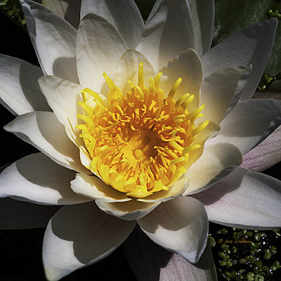The Water Lily is always a bright spot compared to the dark water and dark green leafs it sets on.
An image may be purchased at http://edward-peterson.artistwebsites.com/featured/1-water-lily-edward-peterson.html