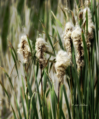 The end of summer is near and the down of the cattails becomes apparent.
An image may be purchased at http://edward-peterson.artistwebsites.com/featured/cattails-edward-peterson.html