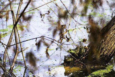 Just happen to spot these two frogs resting on the downed tree. 
An image may be purchased at http://edward-peterson.artistwebsites.com/featured/frogs-edward-peterson.html