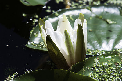 It is always so nice to see a fresh water lily in the bright sunlight against the dark water. There have been several blooms this year.
An image may be purchased at http://edward-peterson.artistwebsites.com/featured/young-water-lily-edward-peterson.html