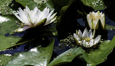 There is a very good crop of water lilies this year. The bright white flower with the yellow center really stands out against the green leaves and duck weed and blue water.
An image may be purchased at http://edward-peterson.artistwebsites.com/featured/water-lilies-edward-peterson.html