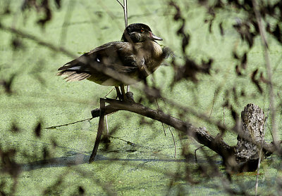 A young Wood Duck hiding among the branches of a fallen tree. These ducks are very skittish but I did manage to sneak up on it and find a spot to grab a focus.
An image may be purchased at http://edward-peterson.artistwebsites.com/featured/wood-duck-hiding-edward-peterson.html