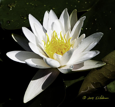 Such a big flower floating in the water. Now if one could shrink and crawl into the flower and just bob in the water.
An image may be purchased at http://edward-peterson.artistwebsites.com/featured/single-water-lily-edward-peterson.html