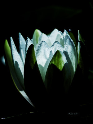 The early morning dew is very apparent on the white pedals of the lily.
A photo may be purchased at http://edward-peterson.artistwebsites.com/featured/water-lily-with-morning-dew-edward-peterson.html