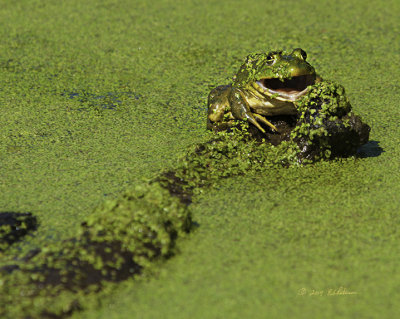 This guy was sunning himself when it appeared he was ready for a morning nap as I caught this photo of him yawning.
An image may be purchased at http://edward-peterson.artistwebsites.com/featured/big-mouth-frog-edward-peterson.html