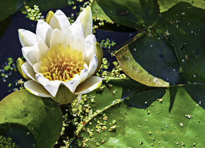 Setting on the bench at the end of the boardwalk watching these guys floating in the water. Great morning!
An image may be purchased at http://edward-peterson.artistwebsites.com/featured/water-lily-flower-and-pad-edward-peterson.html