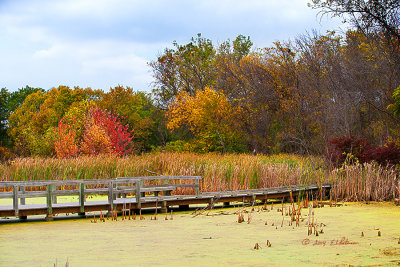 The wetlands brings a great variety of colors in the fall. 
An image may be purchased at http://edward-peterson.artistwebsites.com/featured/fall-in-the-wetlands-edward-peterson.html