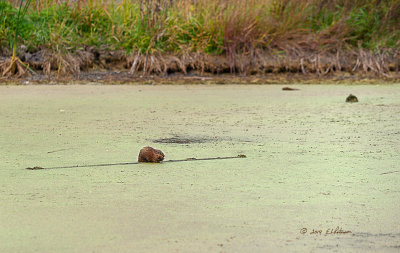 A cool overcast fall day leads to a quiet wetlands. A couple of muskrats out feeding to prepare for the coming winter. A few ducks were out swimming but most are moving to their winter grounds. Just a nice quiet moment.
An image may be purchased at http://edward-peterson.artistwebsites.com/featured/muskrat-fall-edward-peterson.html