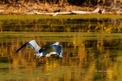 This guy has been hanging around Heron Haven for several days but I hadn't caught a very good photo of him. I assume he will be leaving for his winter grounds shortly.
An image may be purchased at http://edward-peterson.artistwebsites.com/featured/great-blue-in-flight-edward-peterson.html