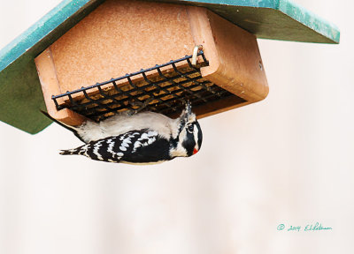 It always funny to watch these little guys hang upside down to eat to eat their suet. 
An image may be purchased at http://edward-peterson.artistwebsites.com/featured/downy-woodpecker-lunch-edward-peterson.html