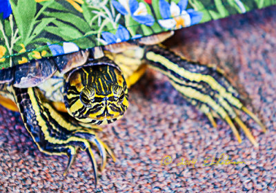 When Mr. Turtle gets his water cleaned he get an opportunity to run around the building. Here he is peeking out from underneath a display curtain. 
An image may be purchased at http://edward-peterson.artistwebsites.com/featured/mr-turtle-excapes-edward-peterson.html