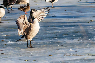 Canada Goose is standing on his tip toes and flapping his wings on a warm winter day. Makes one wish for spring to quickly return.
An image may be purchased at http://edward-peterson.artistwebsites.com/featured/standing-tall-edward-peterson.html
