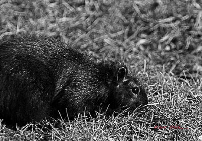 Nebraska is getting more and more Black Squirrels as they make their way across the river. As with all squirrels they are fun to watch. This guy is making his way through the grass looking for sun flower seeds.
An image may be purchased at http://edward-peterson.artistwebsites.com/featured/black-squirrel-hunting-edward-peterson.html