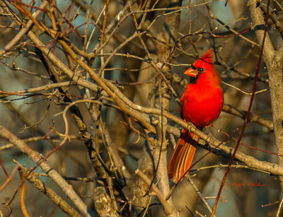 The sun was getting low in the sky when this Northern Cardinal arrived. He was really bright in the golden sunset.
An image may be purchased at http://edward-peterson.artistwebsites.com/featured/sunset-on-a-norhern-cardinal-edward-peterson.html