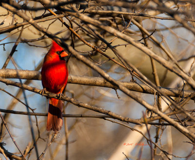 The sun was going down and this Northern Cardinal was out getting his evening meal. His color and very bright and it was hard to miss him as he approached the feeders.
An image may be purchased at http://edward-peterson.artistwebsites.com/featured/northern-cardinal-edward-peterson.html