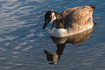 A very warm winter day with a bright winter sun is causing the reflection of the Canada Goose on a very calm water surface as he takes a pre-spring swim. Hurry up spring!
An image may be purchased at http://edward-peterson.artistwebsites.com/featured/canada-goose-winter-swim-edward-peterson.html
