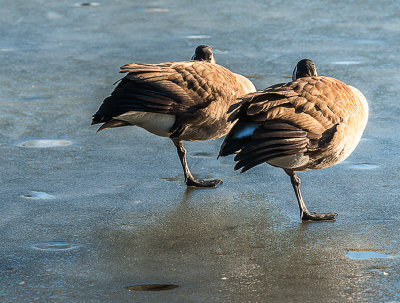 It was funny seeing these two resting on one leg and leaning at a slight angle. They were pointed into the sun and I assume they were picking up the nice warmth that comes from a winter sun. 
An image may be purchased at http://edward-peterson.artistwebsites.com/featured/1-canada-geese-at-rest-edward-peterson.html