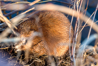 It was a warm winter day and standing in the bird blind watching all the Canada Geese and Mallards when I noticed this guy out swimming. Stayed put and watched him swim up right below me and get out of the water. This Muskrat was so close and if I could have just gotten a photo with the grass in the way.
An image may be purchased at http://edward-peterson.artistwebsites.com/featured/muskrat-out-of-the-water-edward-peterson.html