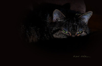 Playing around with the camera and the cat.
An image may be purchased at http://edward-peterson.artistwebsites.com/featured/cat-eyes-edward-peterson.html