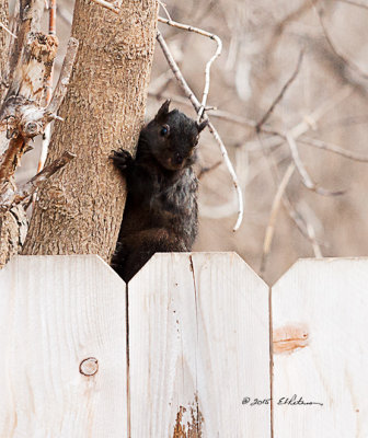 It is always fun for me to watch the squirrels at the feeders. I find it amazing that as much as they eat they are not a fat little ball of fluff. Here this Black Squirrel climbed up a tree to check out the feeding area. He watched for a while and then joined the 5 red squirrels and the other black squirrel.
An image may be purchased at http://fineartamerica.com/featured/black-squirrel-checking-edward-peterson.html?fb_ref=Default