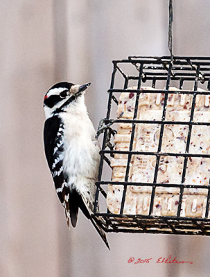 Downy Woodpecker always seem to hop around the trees before they come in to the feeders.
An image may be purchased at http://fineartamerica.com/featured/downy-woodpecker-eating-edward-peterson.html?fb_ref=Default