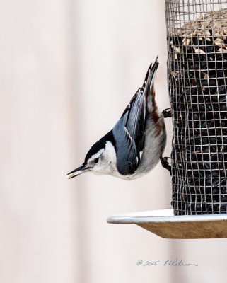 It is always fun watching the White-breasted Nuthatch as they always seek food and eat upside down. Also, they are quick.
An image may be purchased at http://fineartamerica.com/featured/whited-breasted-nuthatch-ar-feeder-edward-peterson.html?fb_ref=Default